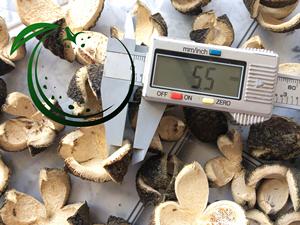 La mejor calidad de naranja seca barata y de grado superior naranja entera seca hecha en Vietnam - Product Image 5