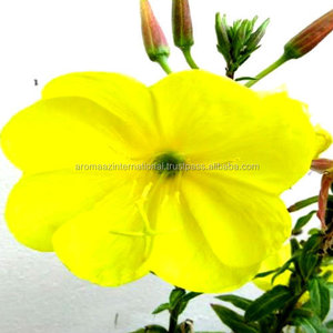 Aceite portador de onagra prensado en frío puro y orgánico para saborizar y otros usos, suministro de fábrica con certificación ISO - Product Image 3