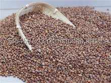 ข้าวฟ่างแดงแห้ง ปี 2021 ได้รับการรับรองมาตรฐาน HACCP จัดเก็บแบบแช่แข็ง มีจำหน่ายจากแอฟริกาใต้ - Product Image 4