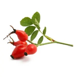 Rosa Canina - Rosehip Carrier Oil Manufacturer and Suppliers/ Exporters