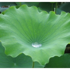 THÉ LOTUS SÉCHÉ LOTUS FRAIS HAUTE QUALITÉ ET MEILLEUR PRIX - Product Image 3