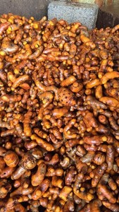 ขมิ้นดิบ ขมิ้นสด ราคาขายส่ง ขมิ้นในเวียดนาม - Product Image 3