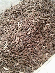 MUSA ACUMINATA, precio barato - Product Image 5