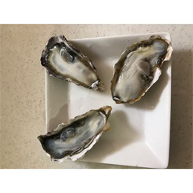 New arrival Japanese superior quality oyster shell picture