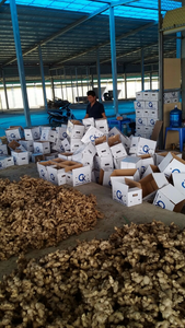 <b>Fresh</b> <b>Ginger</b> 200gr Up/ <b>Fresh</b> <b>Ginger</b>/<b>fresh</b> <b>Ginger</b> 5 kg Per Carton - Product Image 3