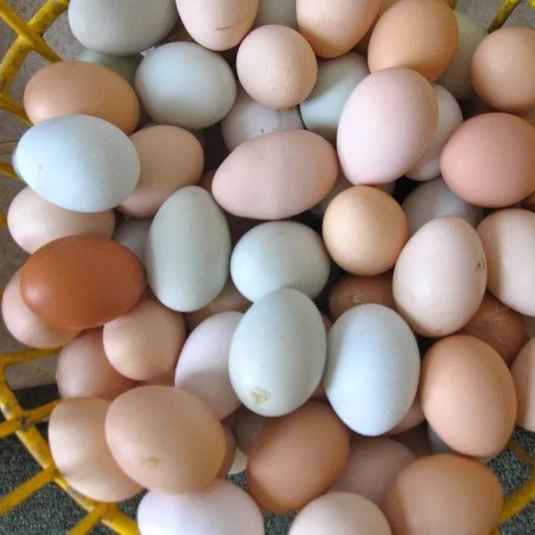 بيض دجاج طازج بني وملون
