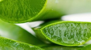 ALOE VERA ENTERO en 2020 - Product Image 2