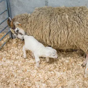 100% IN LEGNO di PINO DA BARBA/MORBIDO TRUCIOLI di LEGNO PER IL POLLAME E ANIMALI BIANCHERIA DA LETTO WHATSAPP: + 84 911406611