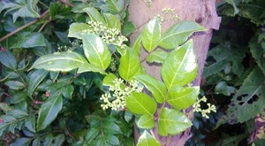 แห้ง Ampelopsis cantoniensis/ - Product Image 6