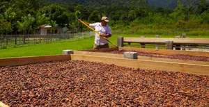 Granos de cacao Raw Trinitario de grado A en bolsas de 25kg de Sudáfrica a la venta - Product Image 3