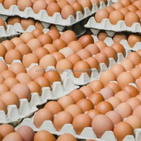 Œufs de table frais jaunes vifs, origine ZA / Emballage OEM, prix bas, 60g, durée de conservation de 6 mois