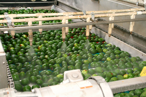Aguacate Hass fresco de Sudáfrica/Aguacate fresco listo para exportar a proveedores de todo el mundo - Product Image 4