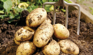 Pommes de terre professionnelles du Vietnam, pommes de terre de qualité supérieure, exportation - Product Image 5