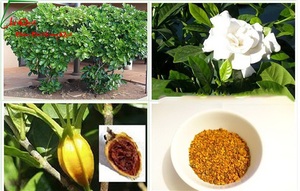 ผงดอกพุดเจ้าหญิง ยี่ห้อ BEST ผลิตในเวียดนาม อายุการเก็บรักษา 12 เดือน รุ่นฮอลิเดย์ เวียดเดลต้า - Product Image 4