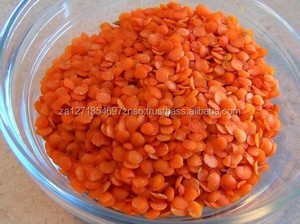 Nouveauté Lentilles séchées décoratives naturelles pures biologiques en vrac 10 kg - Product Image 2