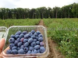 Fresas Frescas Orgánicas Totalmente Naturales, Precios Inmejorables, Selección Deliciosa, Bayas Cultivadas de Grado A, Caja de 10 kg - Product Image 2