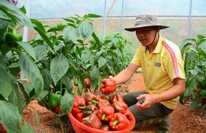 Pimiento Verde en 2022 - Product Image 4