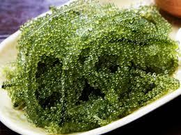 หญ้าทะเลสด - Product Image 6