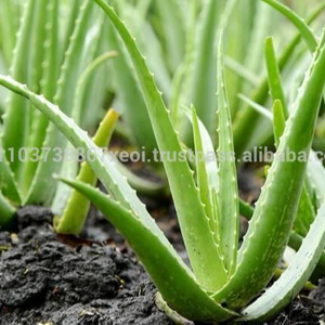 Aloevera-Polvo de fabricación en Vietnam - Product Image 2