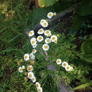 ผู้จัดจำหน่ายน้ำดอกคาโมมายล์เยอรมันสีน้ำเงินแบบขายส่ง น้ำดอกคาโมมายล์บริสุทธิ์ 100% สำหรับผลิตภัณฑ์ดูแลผิว OEM น้ำดอกคาโมมายล์สีน้ำเงิน - Product Image 4