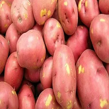 بطاطس طازجة ، الطازجة بنغلاديش البطاطا الحمراء