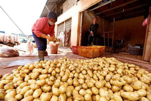 Pommes de terre professionnelles du Vietnam, pommes de terre de qualité supérieure, exportation - Product Image 6