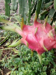 Fruit du dragon frais au prix le plus bas/Nouvelle récolte 2022 - Product Image 4