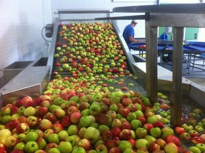 Manzanas Rojas Frescas de Primera Calidad a Precio Económico, Fuji Royal Gala, Naturalmente Dulces, Grado AAA, Sudáfrica, Empacadas en Cartón, 2 Años de Duración - Product Image 2