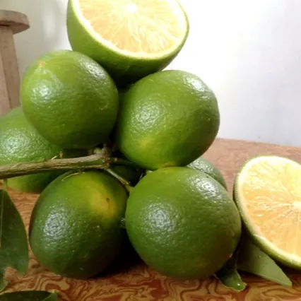 Vietnam Seedless Lime-kualitas terbaik dan harga murah