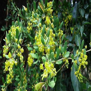 Berberis aristata chiết xuất bột berberine <span class=keywords><strong>HCL</strong></span> 98% berberine Hydrochloride - Product Image 3