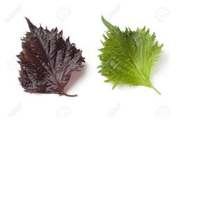 Perilla Shiso - SHISO ROJO - SHISO VERDE - Product Image 2