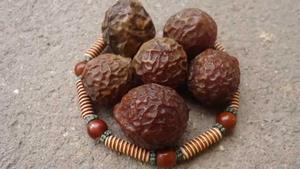 เมล็ดสบู่แห้ง - Product Image 4