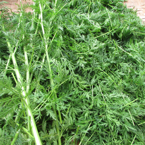 Tabletas de Té de Hierba Artemisia Annua Silvestre de Alta Calidad, Envasadas al Vacío en Tambor, Directamente del Fabricante - Product Image 2