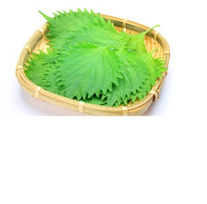 ชิโซสีเขียวสด - Product Image 2