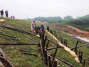 Natural High Quality <b>Bamboo</b> Poles Sale - Product Image 4