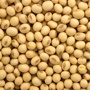 Semillas de soja de alta calidad/semillas de soja NO OGM SECAS SOJA BARATA - Product Image 1