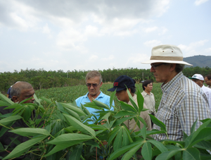 <strong>Cassava</strong> Hot - Product Image 6