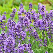 น้ำมันหอมระเหยลาเวนเดอร์ออร์แกนิก2กก. น้ำมันหอมระเหยบริสุทธิ์กลิ่นเมอราปีออร์แกนิกที่ผ่านการรับรอง100% - Product Image 6