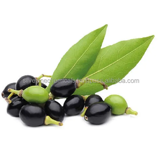HIGH QUALITY LAUREL SEED OIL