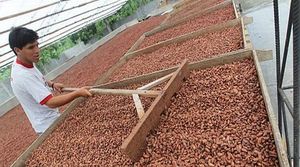 Granos de cacao Raw Trinitario de grado A en bolsas de 25kg de Sudáfrica a la venta - Product Image 2