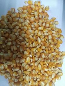 Maïs jaune pour l'alimentation des animaux Proulty Feed - Product Image 3