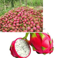 Biologisch Vietnam Drakenfruit Vers Geteeld En Gecultiveerd