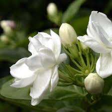 Motia attar 100% น้ำมันน้ำหอมบริสุทธิ์และเป็นธรรมชาติผลิตและส่งออก - Product Image 5