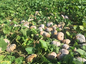 COMPETITIVE PRICE <b>FRESH</b> <b>PUMPKINS</b> EXPORT GRADE FROM VIETNAM - Product Image 2