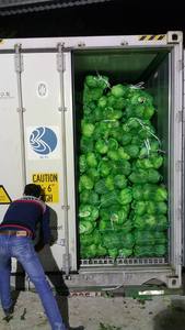 Wholesale <b>Fresh</b> <b>Cabbage</b>/ Green <b>Cabbage</b> with Large Quantity - Product Image 2