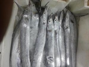 Pescado Congelado Orgánico Premium - Empaque a Granel del Proveedor Fabricante - Product Image 5