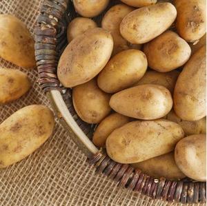 Patata Dulce de Forma Redonda con Certificación CIQ, Producto 100% Natural, Verduras Frescas, Patatas Frescas Egipcias en Venta en Sudáfrica - Product Image 5