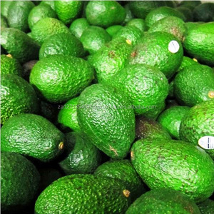 Aguacate Hass de Sudáfrica - Variedad Fuerte Fresca de Primera Calidad, Reserva tu Pedido Ahora - Product Image 2