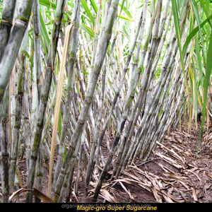 เครื่องเก็บเกี่ยวอ้อยในบังกลาเทศ,ผลิตภัณฑ์ชีวภาพประสิทธิภาพสูงสำหรับหวาน - Product Image 6