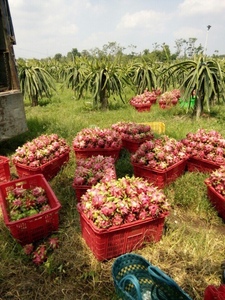 Fruit du dragon frais au prix le plus bas/Nouvelle récolte 2022 - Product Image 2
